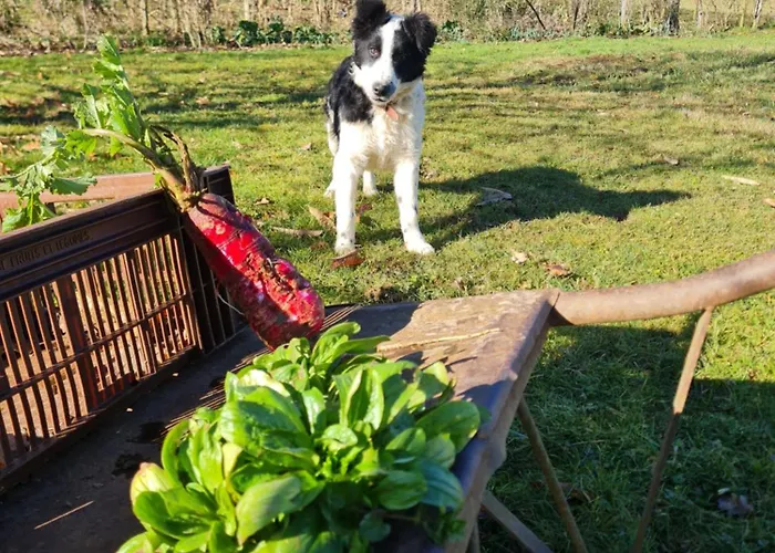 La Ferme De La Soula Feriegård